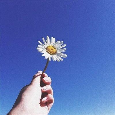 风景头像图片高清,手拿一朵花朵,只看到手,看不到脸,花朵与蓝蓝的天空